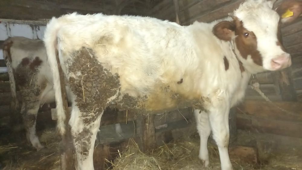 Продам тёлку на докорм