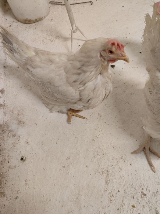 Кросс супер ник белая         .