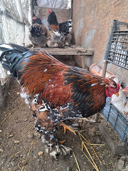 Oua si găini brahma portelan