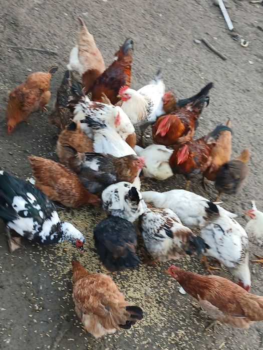 Puicuț și cocoși de vânzare