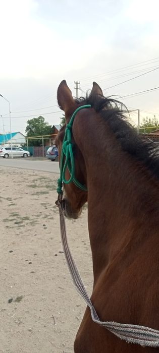 Тай полукровный еркек