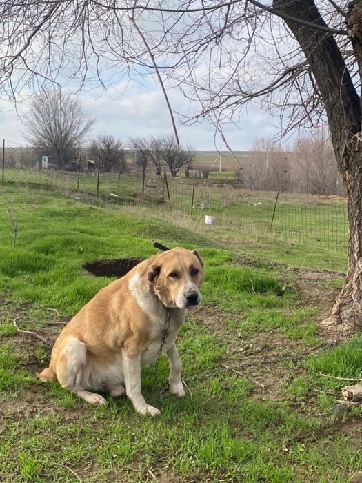 Алабай,төбет 3 жасар