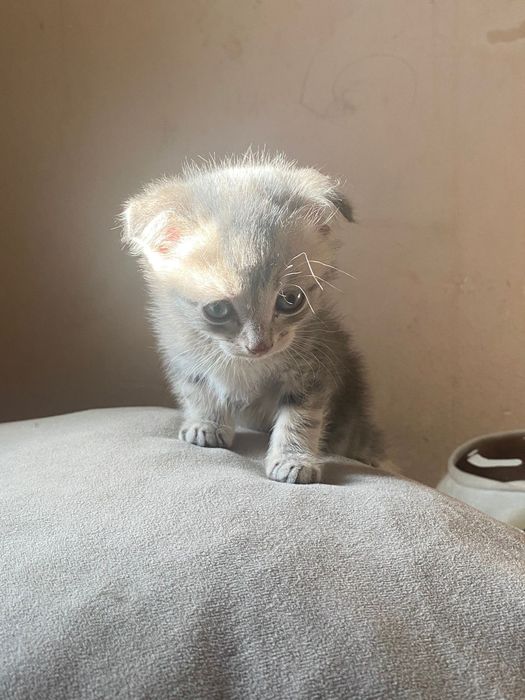 Вислоухие котята