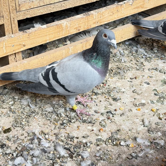 Porumbei voiajori