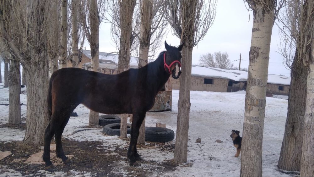 таза канды байгмге шабатын ат сатылады