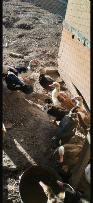 Продам индоуток.