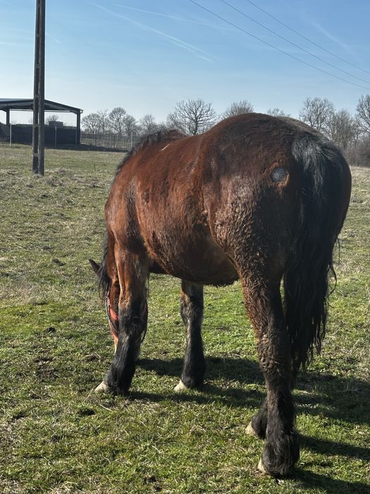 Vand manza de 1,5 ani