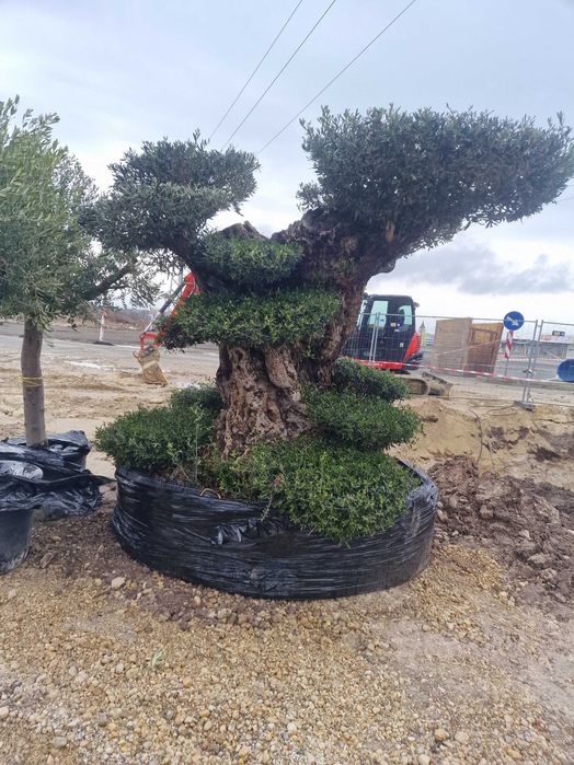 Палми, маслини и екзотична растителност