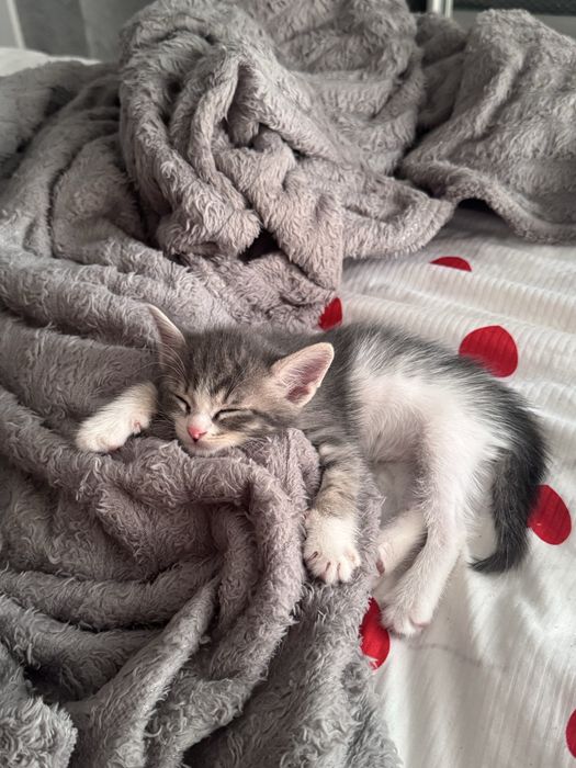 Котенок в добрые руки