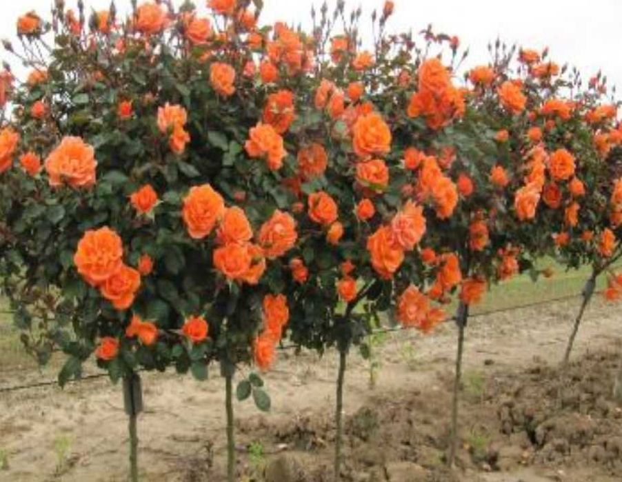 Trandafiri parfumati,pomisor,urcatori-50+25 gratis