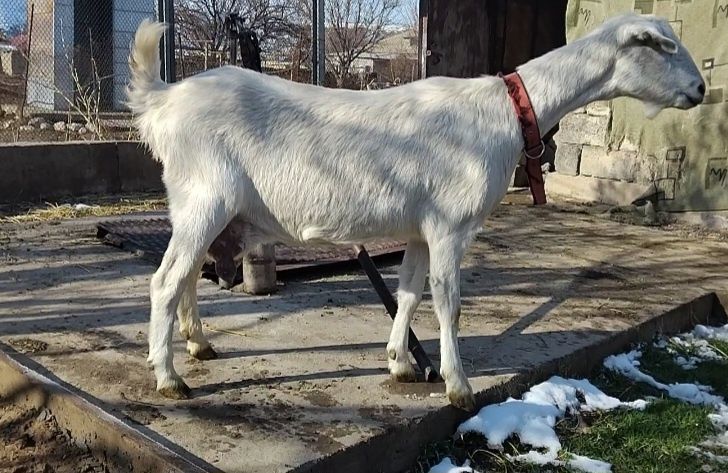 Заненнуб сауынды ешкі  сатылады