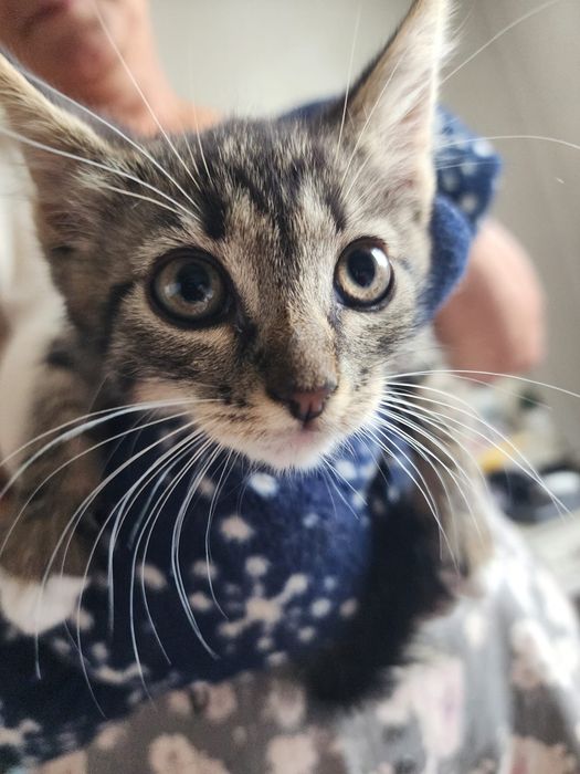 Adoptie Motanel 8 saptamani