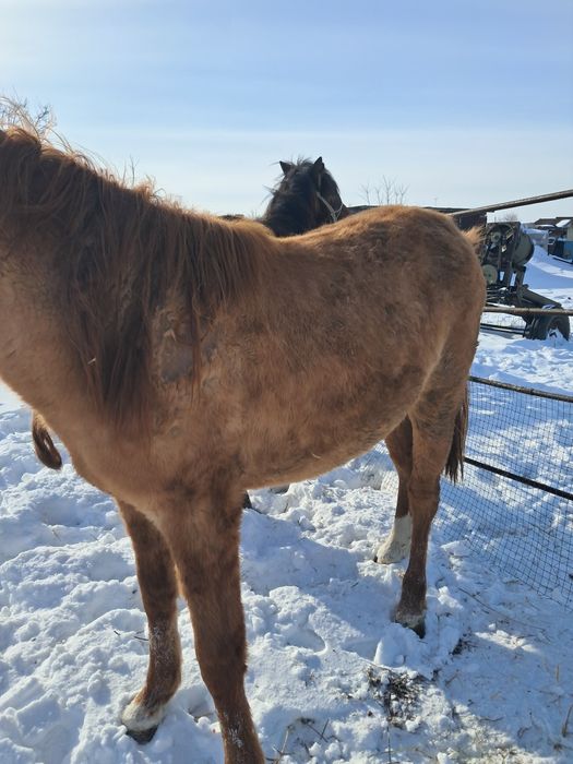 Продам тай откормочная