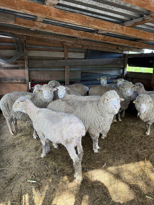 Продам Баранов с ягнятами