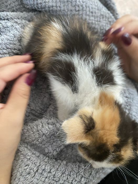 Отдам в добрые руки котенка