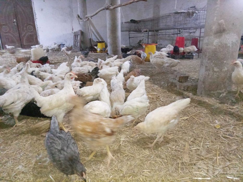 Tuxum yo'nalishidagi tovuqlar sotiladi