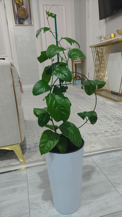 Маракуя саженцы в горшке