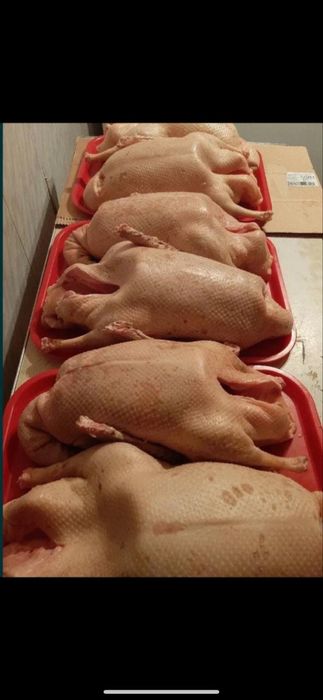 Мясо гуся в Алматы