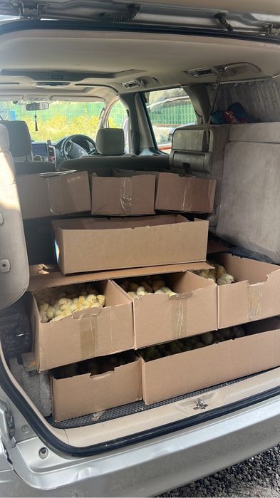 Суточный цыплята бройлера