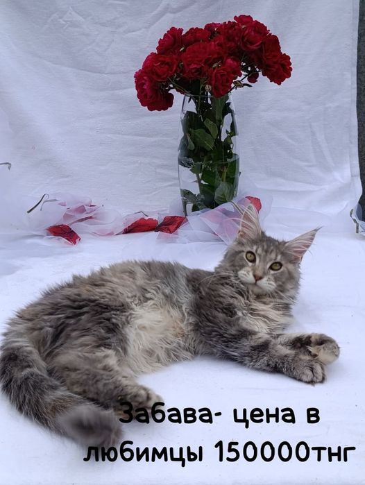 Котята  Мейн-кун
