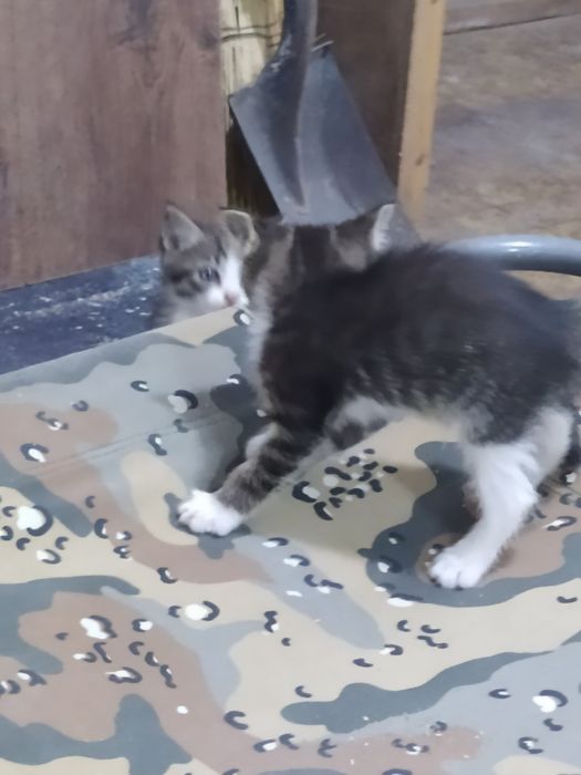 Котята от кошки крысоловки