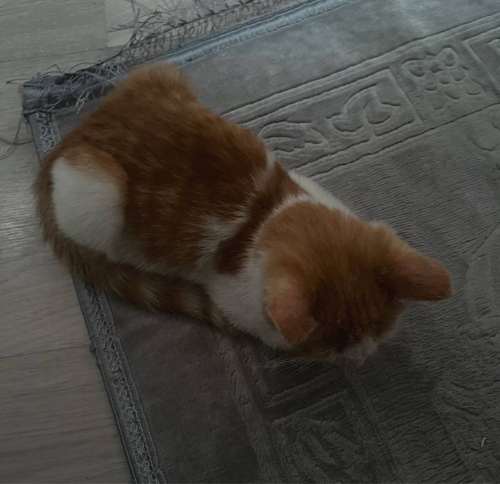 Котенок ласковый бесплатно