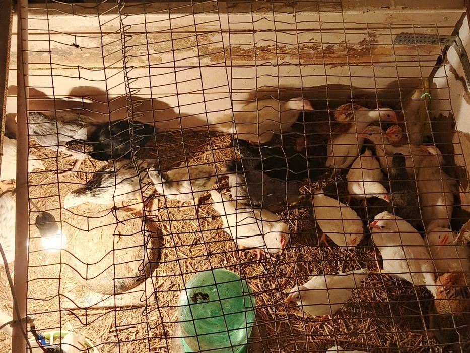 Продам подрощенных цыплят