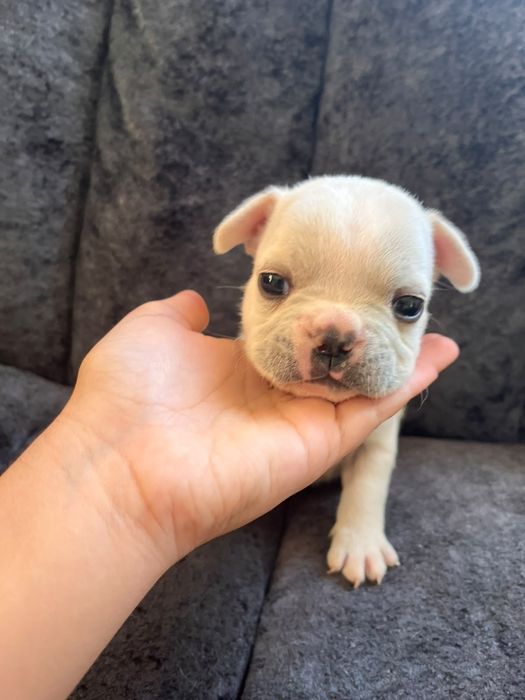Pui buldog francez  1200 lei