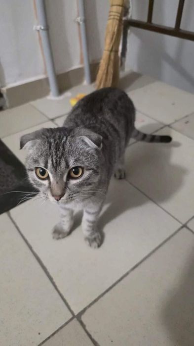 Шотланский мысык