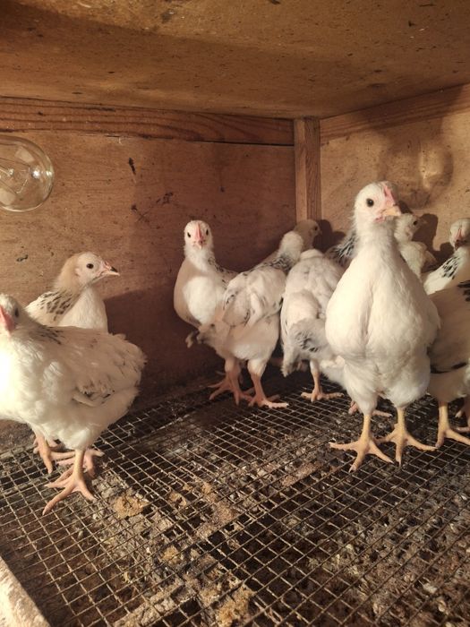 Адлерский балапан сатылады.