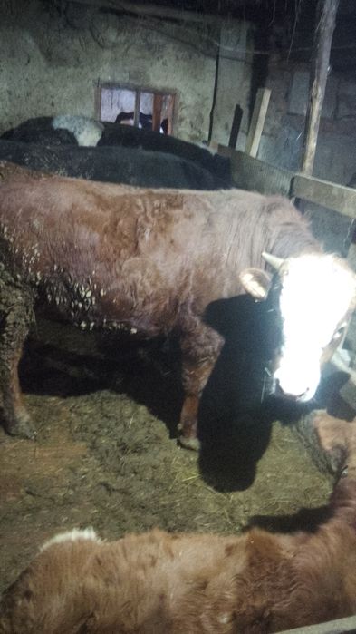 Прадам двух бычков.