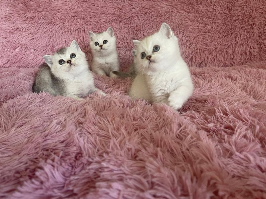 Британка късокосместа