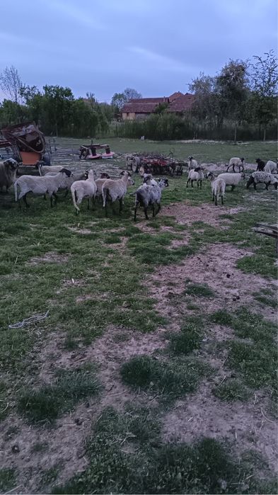 Vand oi detalii la nr de (0740) 037 497 sau (0755) 732 892