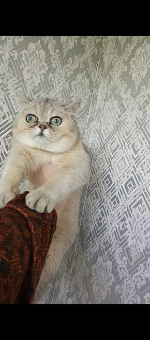 Britanskiy shinshilla sotiladi