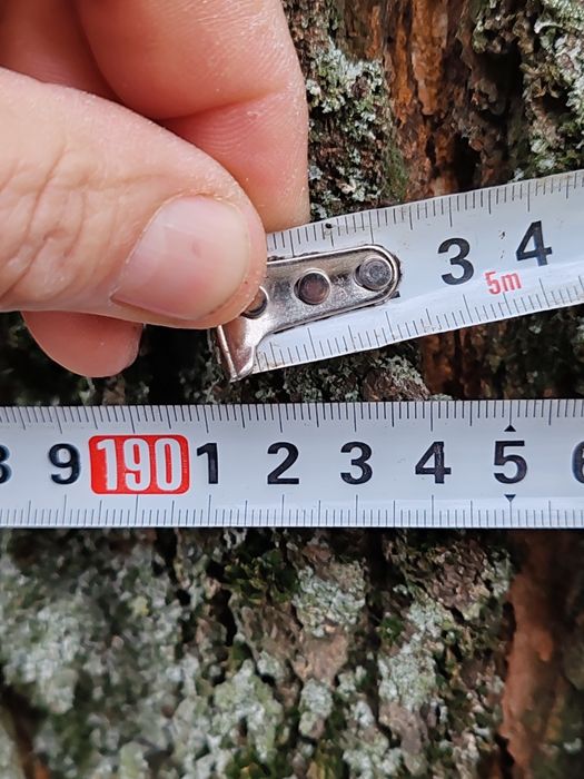 Черница в перфектно състояние