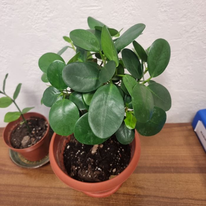 Фикус Панда и другие цветы