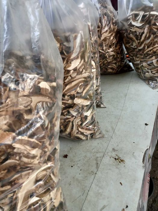 Vind hribe uscate si Tronpeta piticului