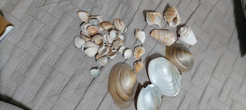 Продам ракушки для аквариума
