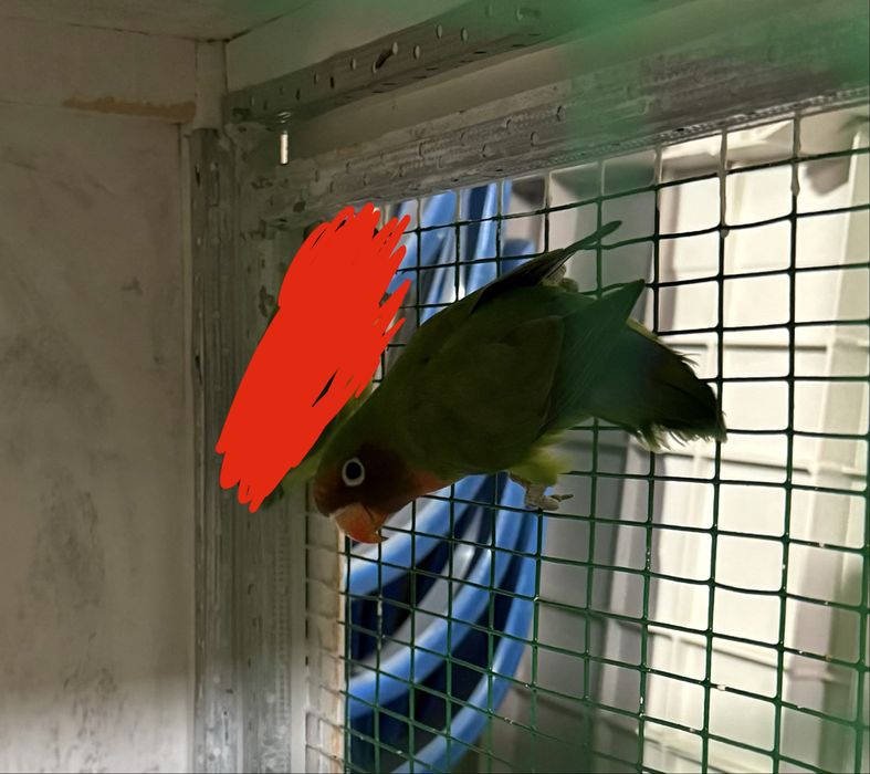 To’ti qush sotiladi.