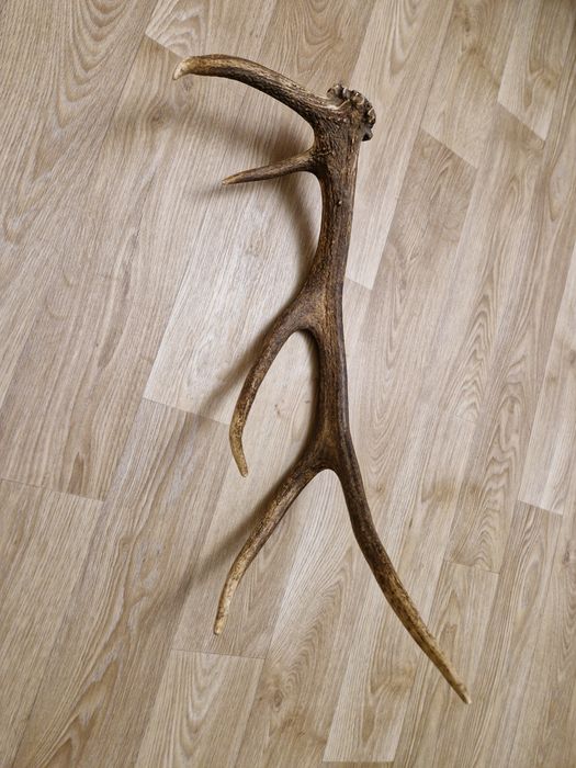 Рог от елен     .