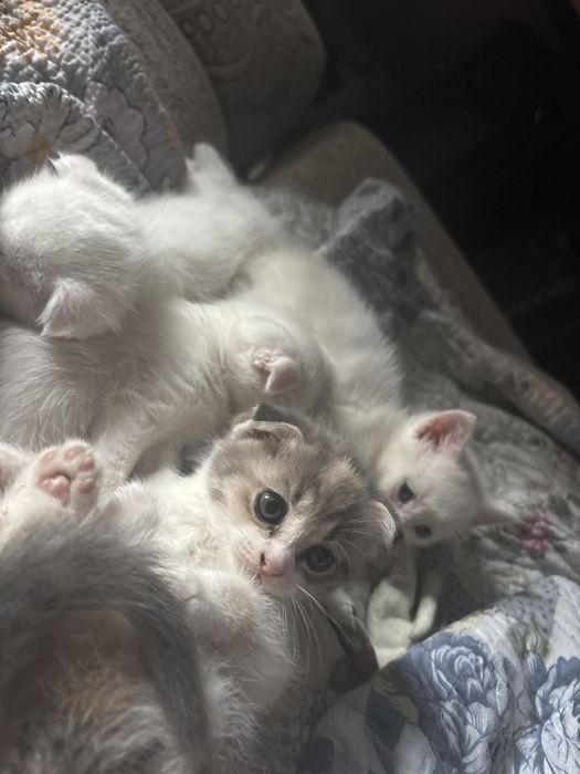Котята вислоухие