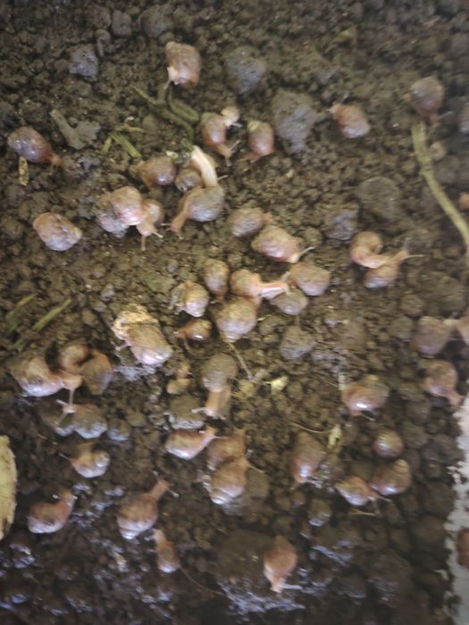 Екзотични бебета охлюви Achatina Ovum – само за 1 евро !