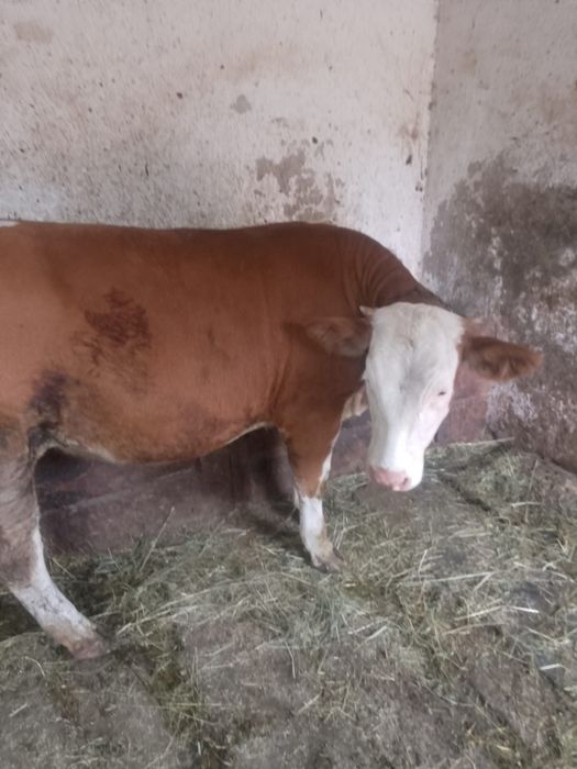 Vând o vițea și un tăuraș