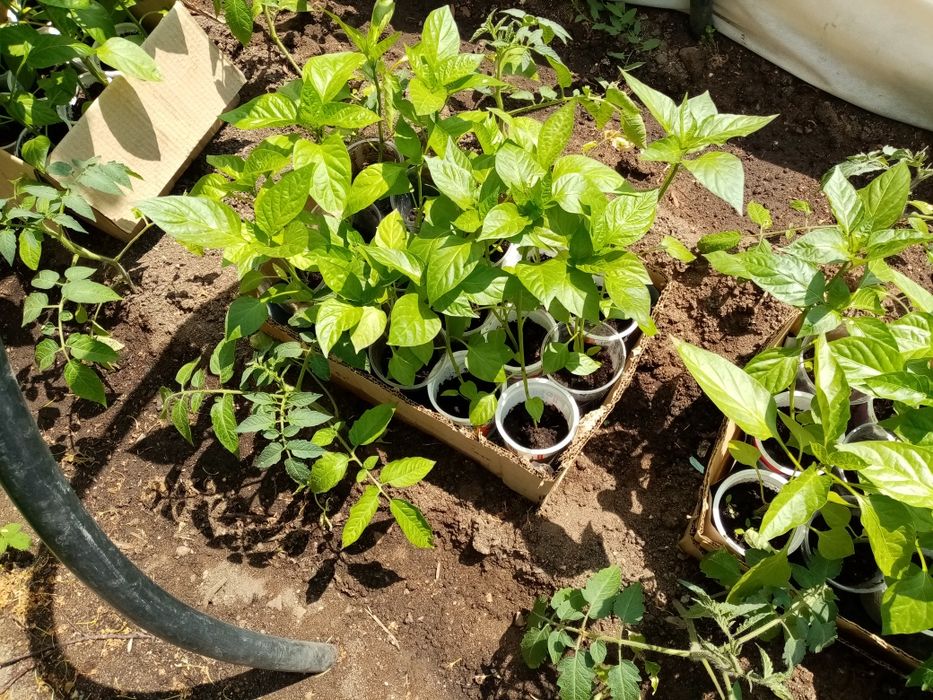 Рассада сладкого перца продам