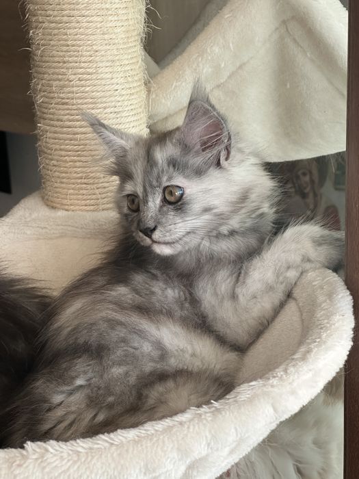 Maine Coon cu pedigree