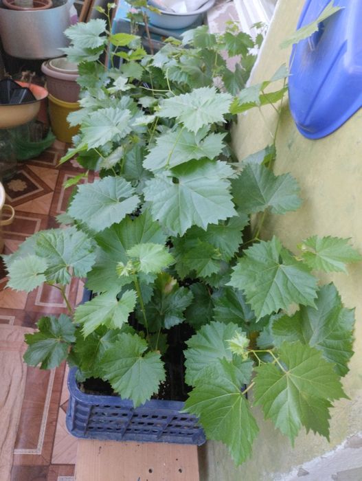 Вегетирующие Саженцы Винограда.