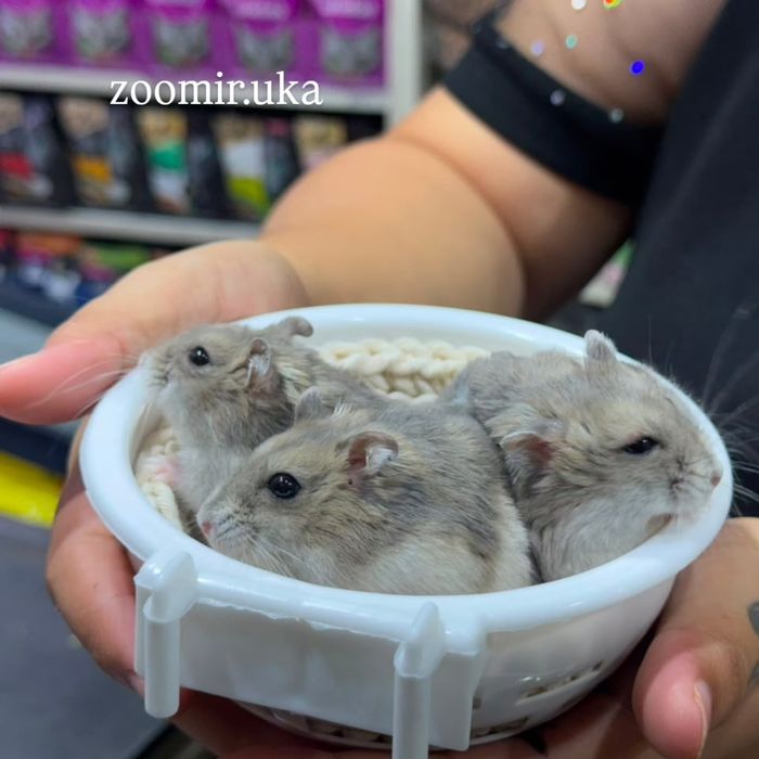 Джунгарские хомяки