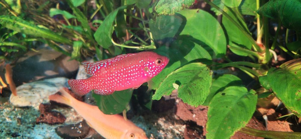 Pesti Electric Blue Acara, Lilifaili și Nigrofasciatus