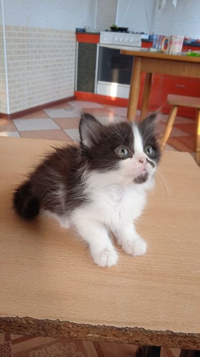 Продам котенка 3 месяца