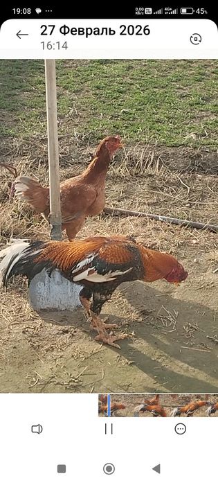 Сатлады сатлады.